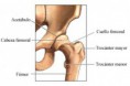 /album/fotogaleria/anatomia-basica-jpg/